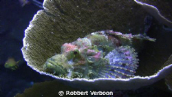 Sorpion fish by Robbert Verboon 